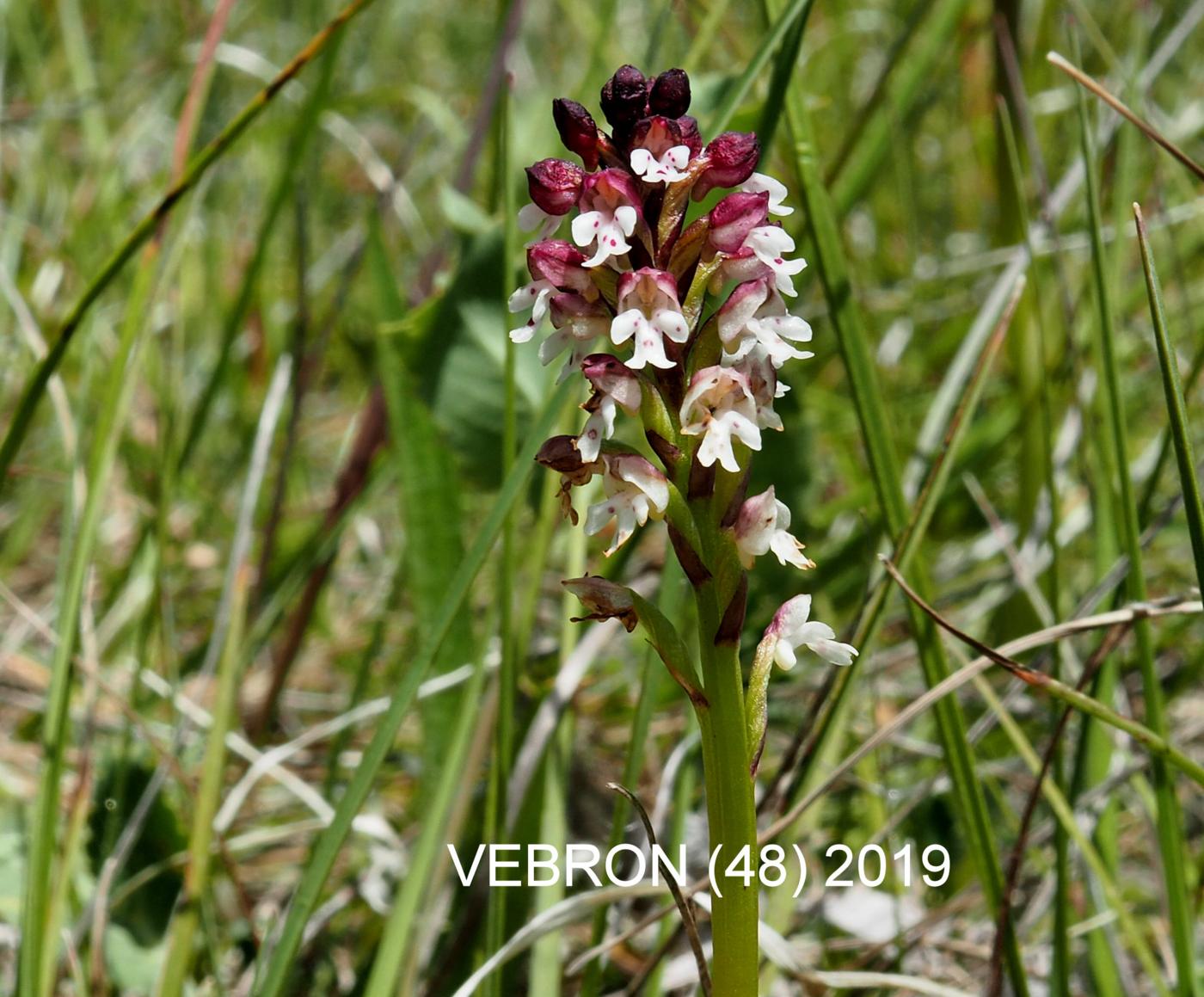 Orchid, Burnt flower